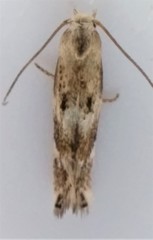 Scythris limbella