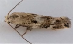 Scythris limbella