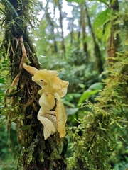 Stanhopea xytriophora