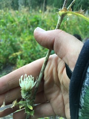 Cirsium remotifolium