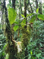 Stanhopea xytriophora