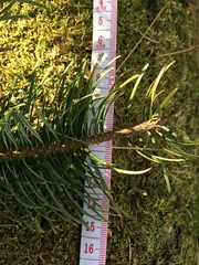 Abies flinckii