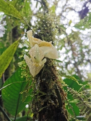 Stanhopea xytriophora