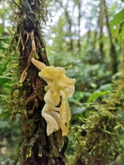 Stanhopea xytriophora