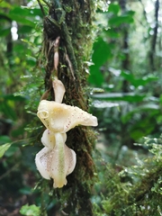 Stanhopea xytriophora
