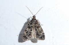Eudonia philerga