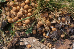 Desarmillaria caespitosa image