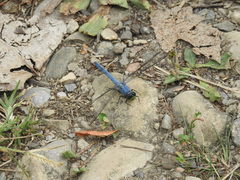 Erythemis simplicicollis