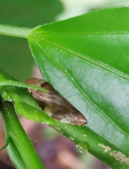 Ptyelinellus praefractus