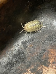 Alloniscus perconvexus