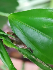 Ptyelinellus praefractus