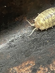 Alloniscus perconvexus