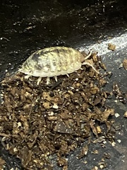 Alloniscus perconvexus