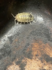 Alloniscus perconvexus