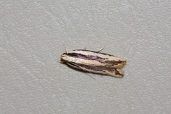 Ardozyga chionoprora