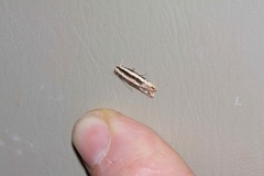 Ardozyga chionoprora
