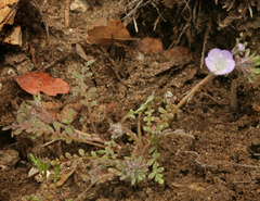 Phacelia douglasii