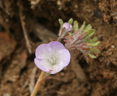 Phacelia douglasii