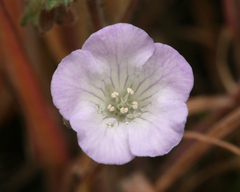 Phacelia douglasii