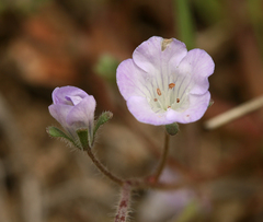 Phacelia douglasii