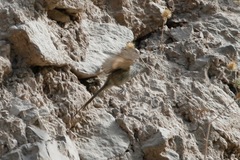 Leptasthenura striata