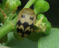 Attagenus grandjeani