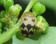 Attagenus grandjeani