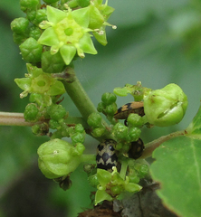 Attagenus grandjeani