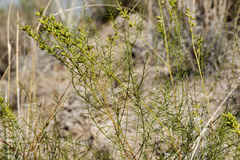 Parryella filifolia