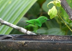 Chlorochrysa phoenicotis