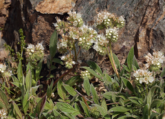 Phacelia egena