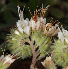 Phacelia egena