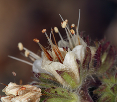 Phacelia egena