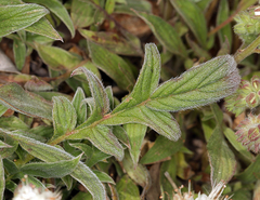 Phacelia egena