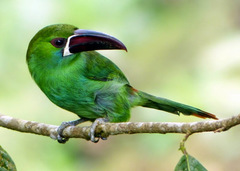 Crimson-Rumped Toucanet photo 4