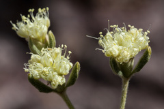 Eriogonum jamesii