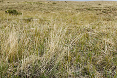 Elymus bakeri
