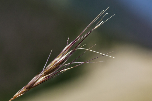 Elymus bakeri (E.E. Nelson) Á. Löve
