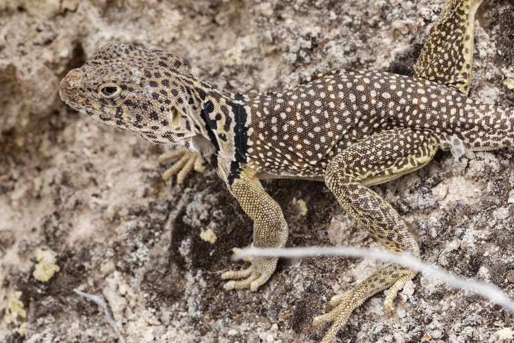 Eastern Collared Lizard (The Flora and Fauna of Palo Duro Canyon