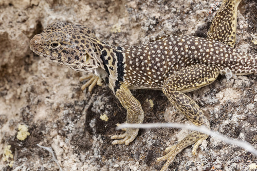 Eastern Collared Lizard (The Flora And Fauna Of Palo Duro Canyon ...