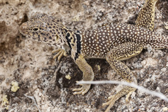 Crotaphytus collaris
