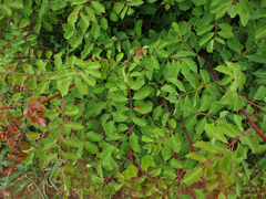 Sclerocarya birrea