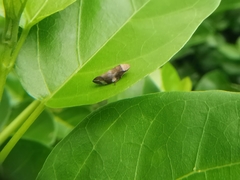 Ptyelinellus praefractus