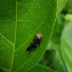 Ptyelinellus praefractus