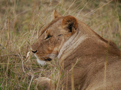 Panthera leo