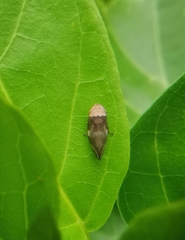 Ptyelinellus praefractus