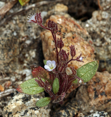 Phacelia eisenii