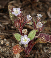 Phacelia eisenii
