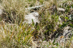 Elymus bakeri