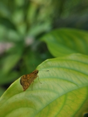 Ampittia dioscorides